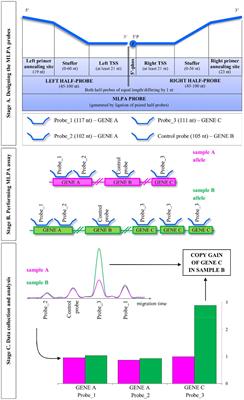 MLPA-Based Analysis of Copy Number Variation in Plant Populations